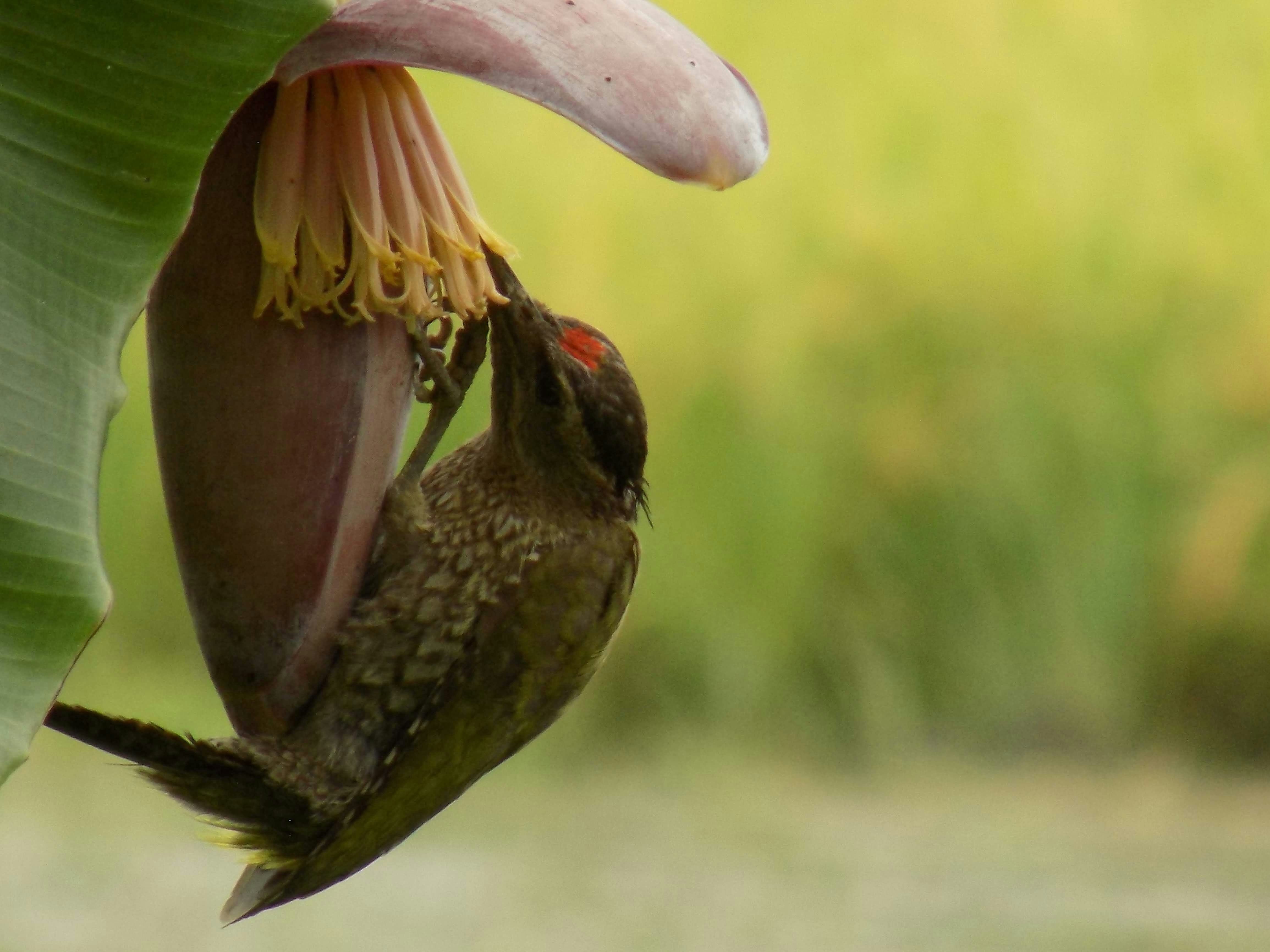 Ful Medames (Egyptian Breakfast Fava Beans With Tahini) Recipe