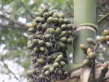 A cluster of green areca nuts hanging from a palm tree, surrounded by green foliage. The nuts are tightly packed and connected by thin stems.