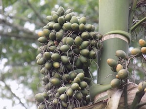A cluster of green areca nuts hanging from a palm tree, surrounded by green foliage. The nuts are tightly packed and connected by thin stems.