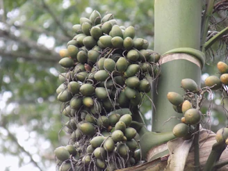 Close-up of a cluster of ripe Polynesian nuts hanging from a lush green tree branch