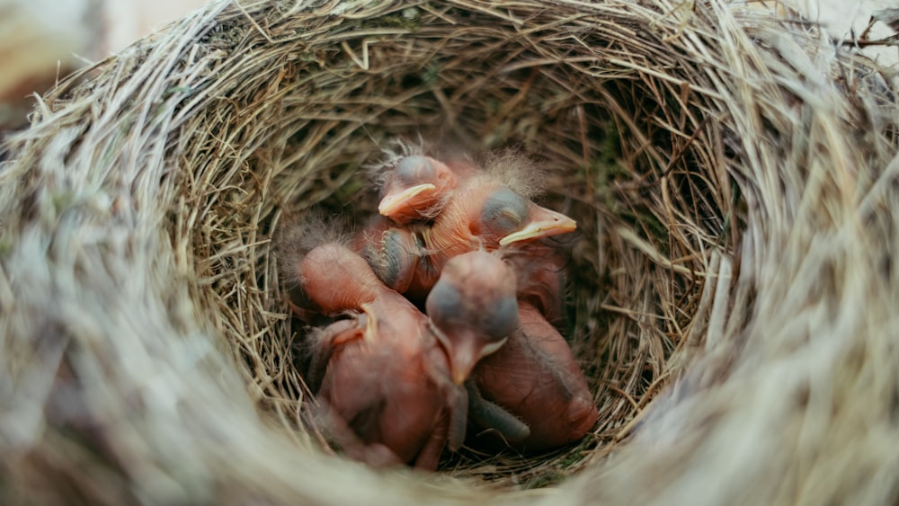 a nest with baby birds