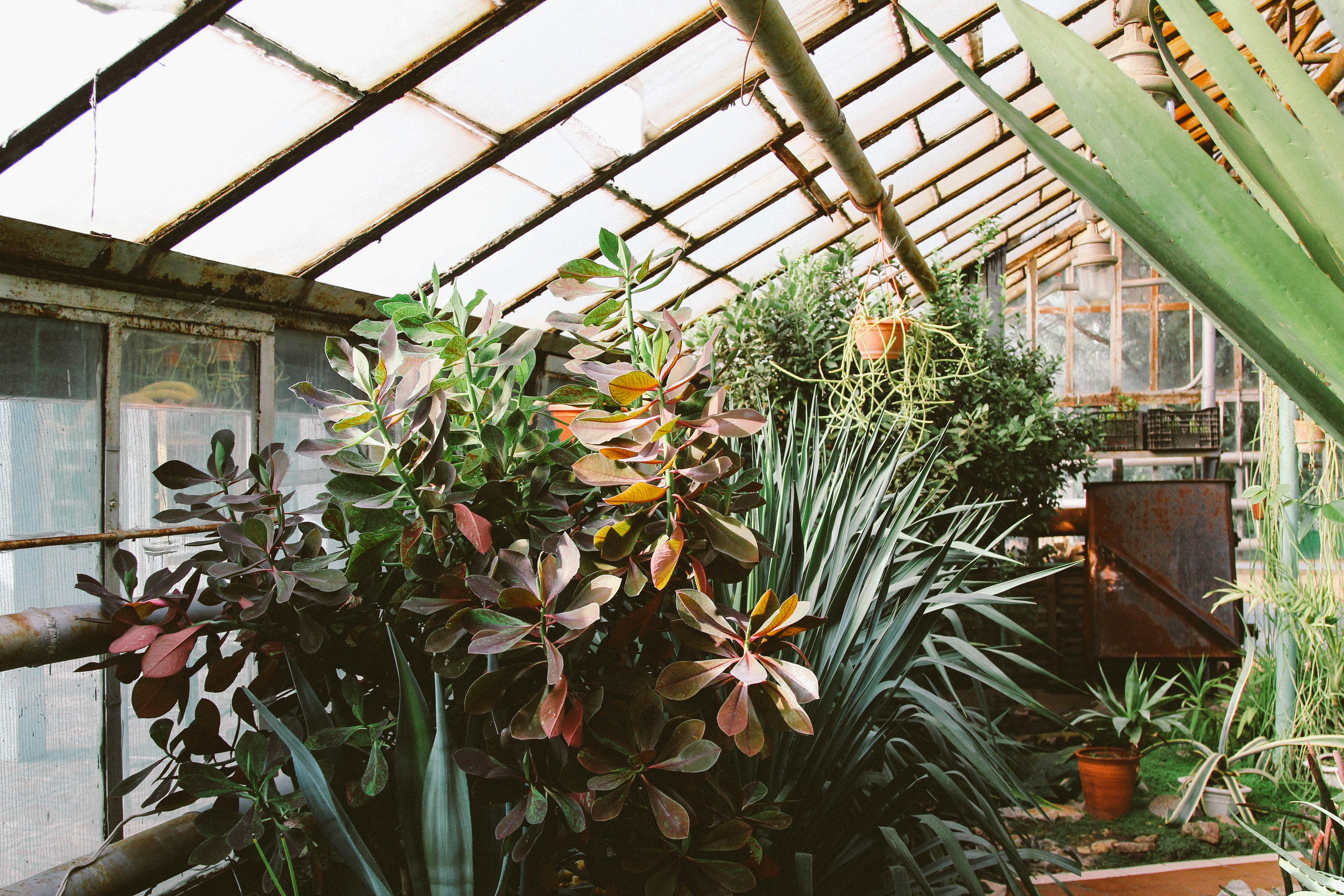 a house with plants and a fence