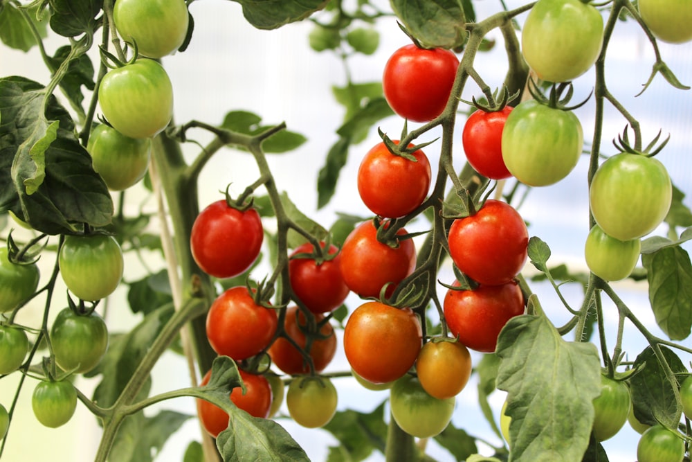 eine Gruppe von Tomaten, die auf einer Rebe wachsen