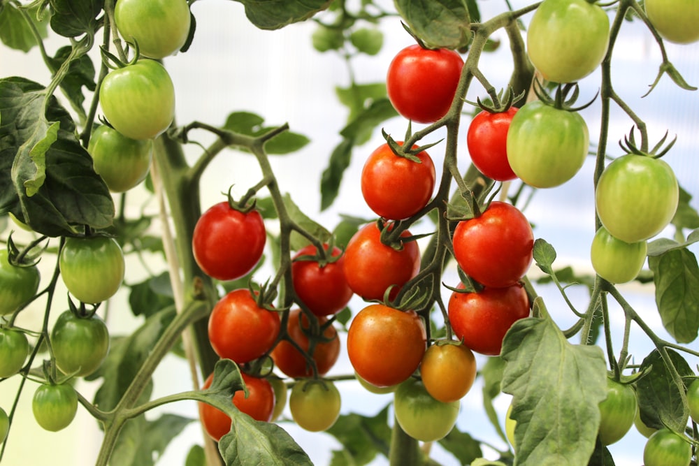 a group of tomatoes growing on a vine