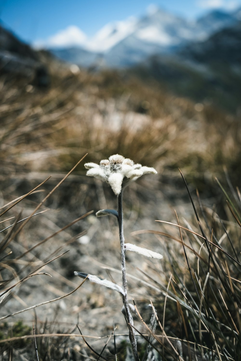 a close-up of a plant