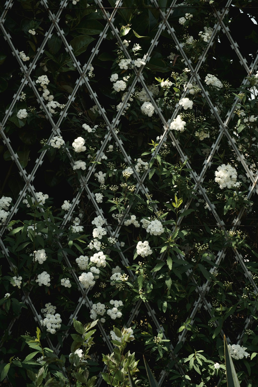 a bush with white flowers
