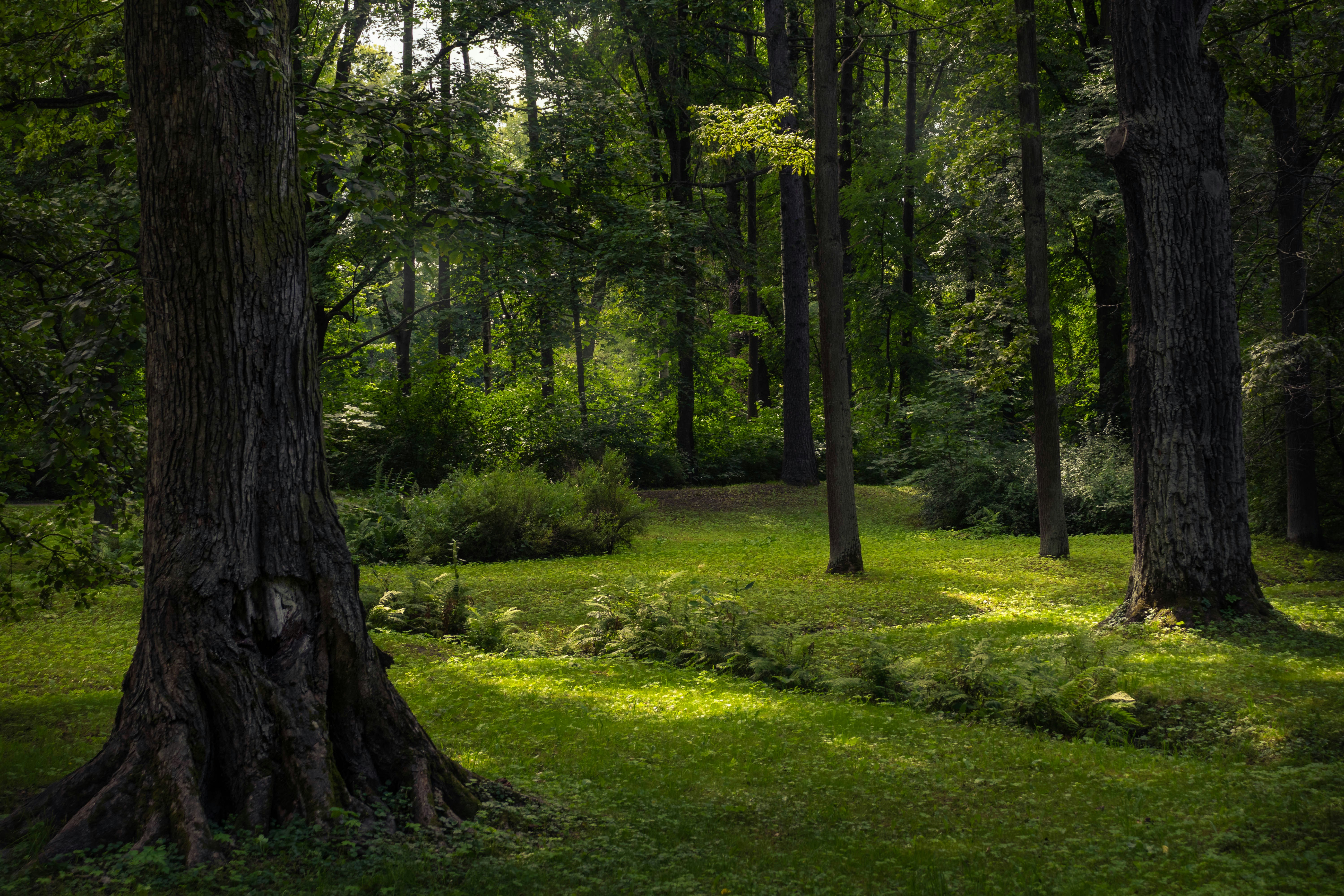 a forest with trees and grass