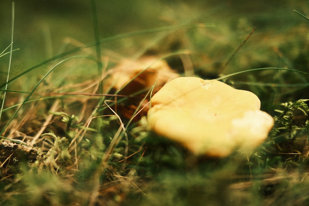 a close up of a mushroom