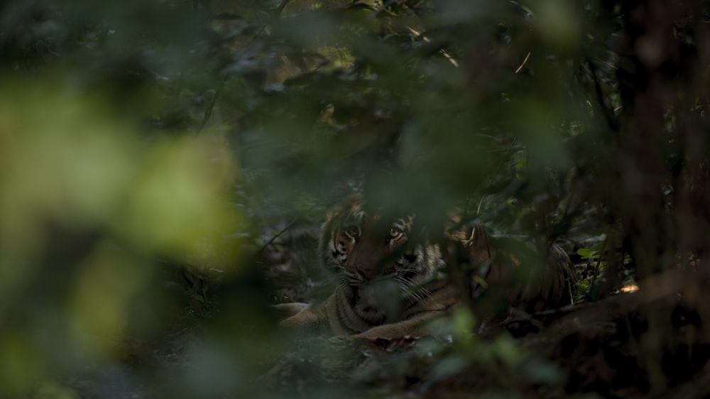 a blurry image of a bird