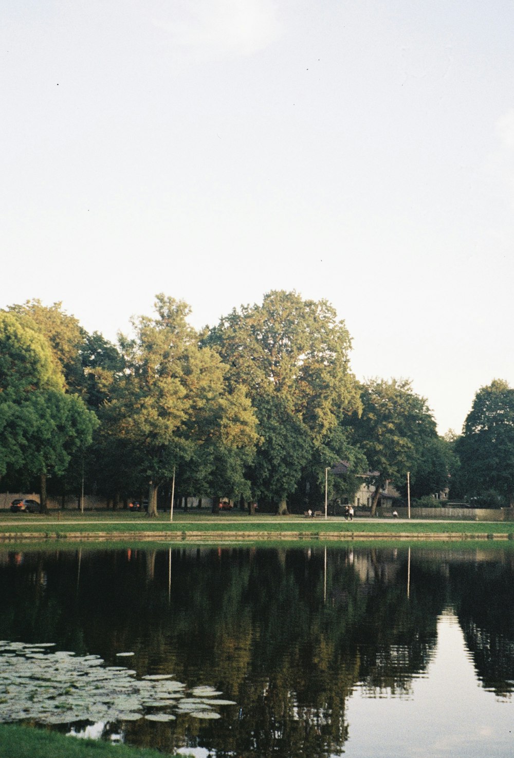 a pond with grass and trees around it