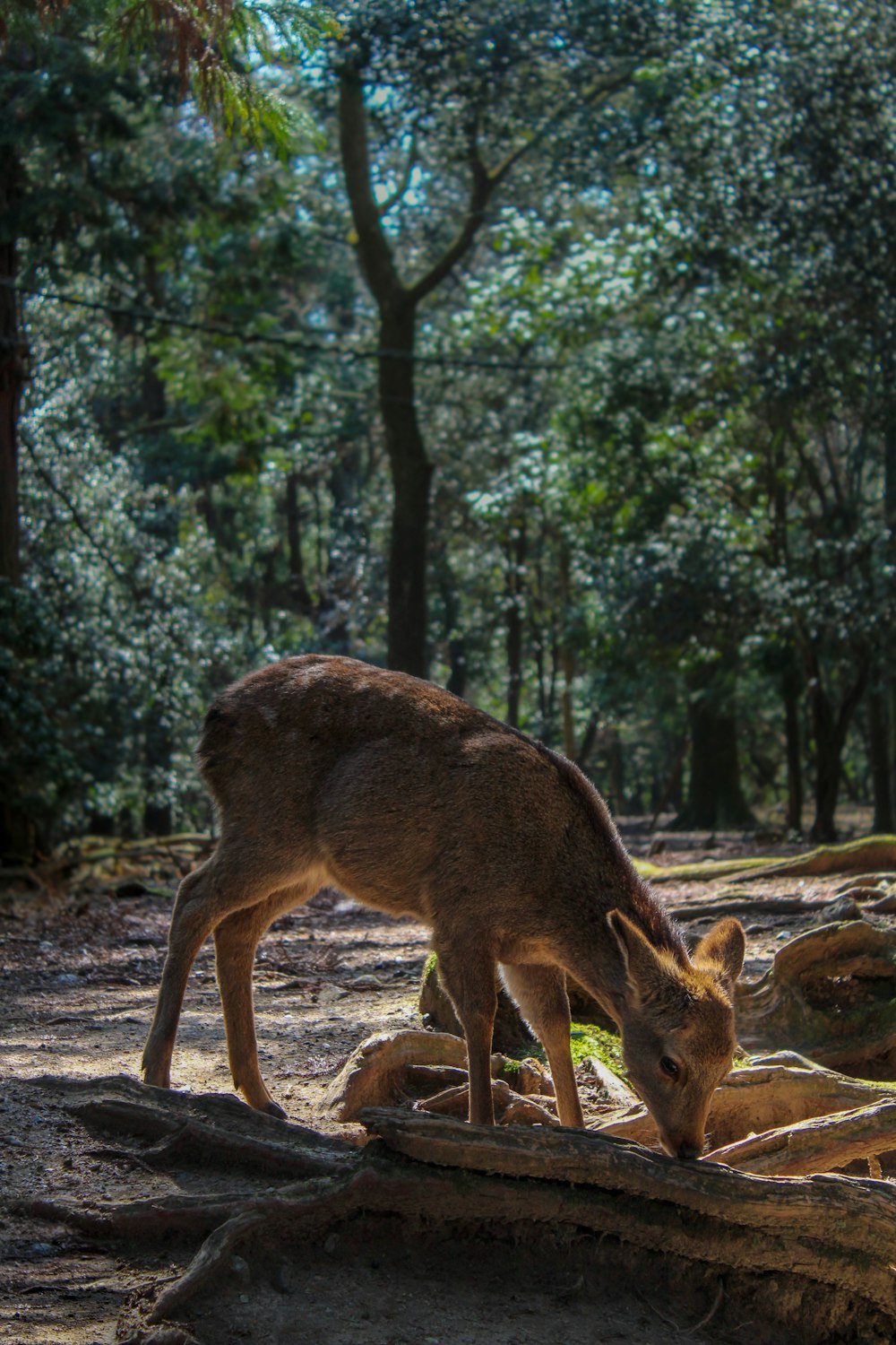 a fox standing on a log