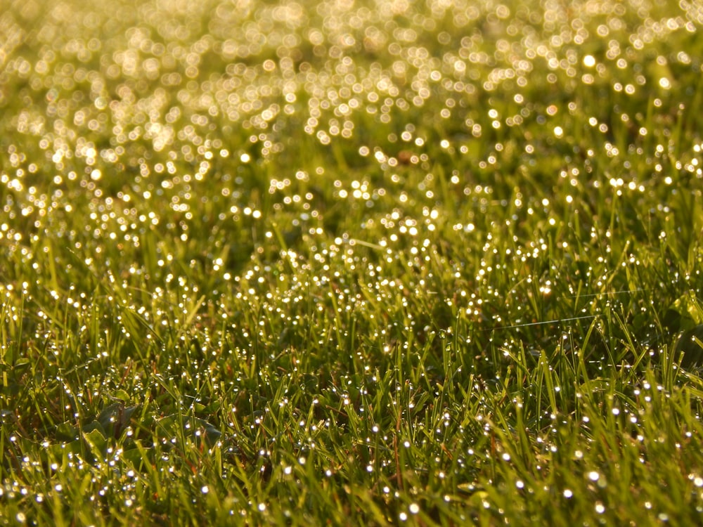Un campo de hierba con gotas de agua