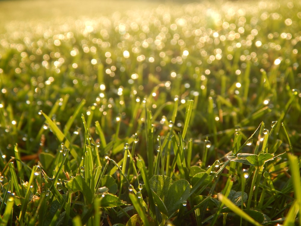 a field of grass with dew drops