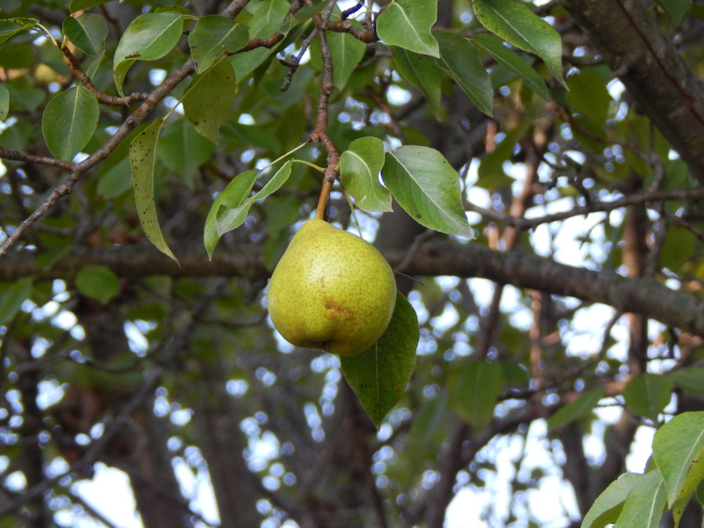 a lemon tree with leaves