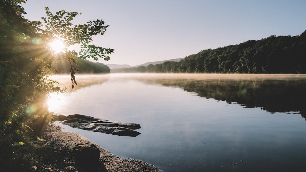 a body of water with a tree and a beach with a hill in the background