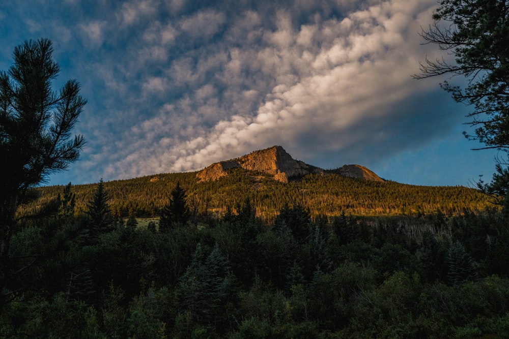 uma paisagem com árvores e montanhas nas costas