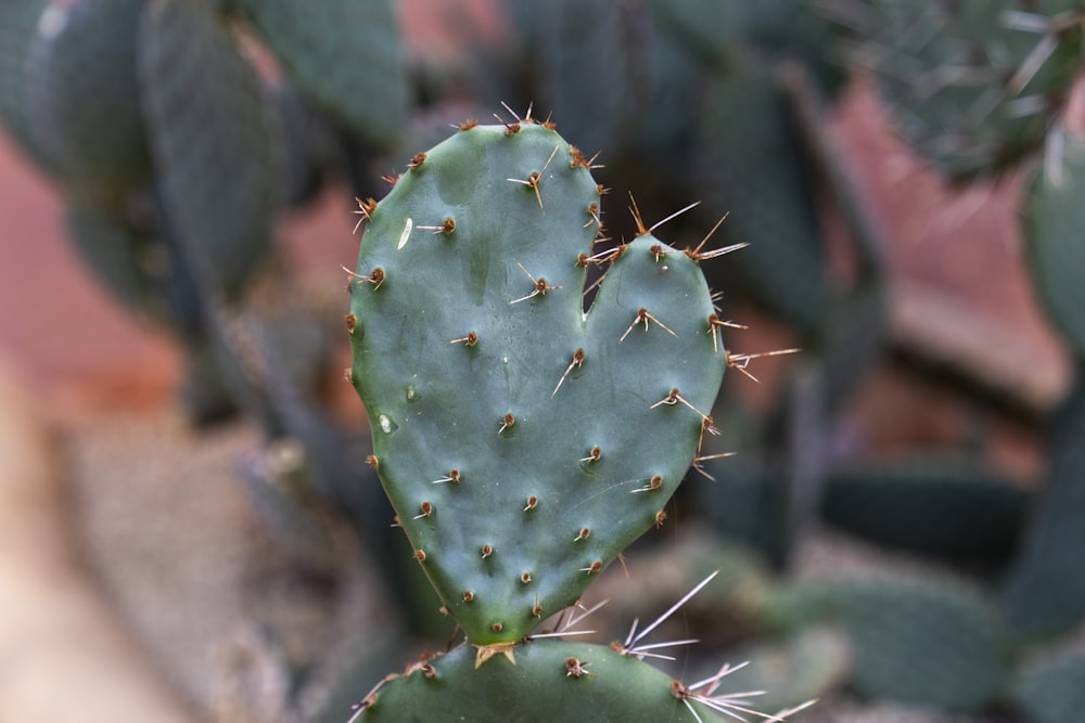 a close up of a green leaf