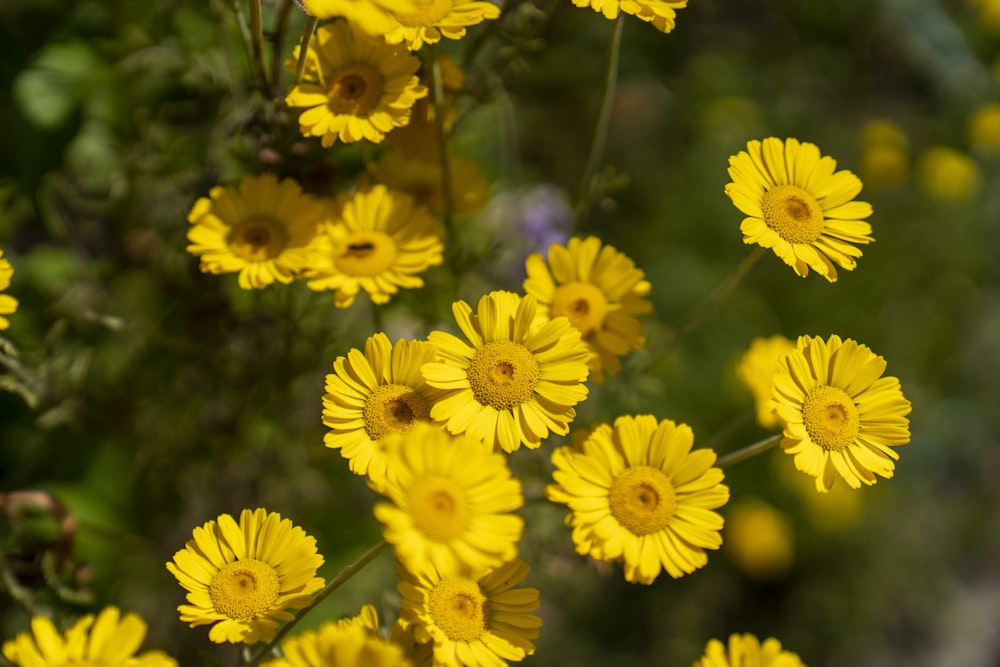 eine Gruppe gelber Blumen