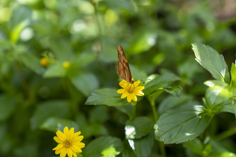 a butterfly on a flower