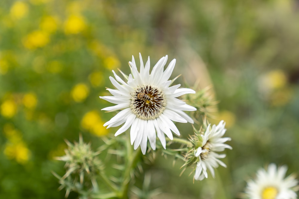 a close up of a flower