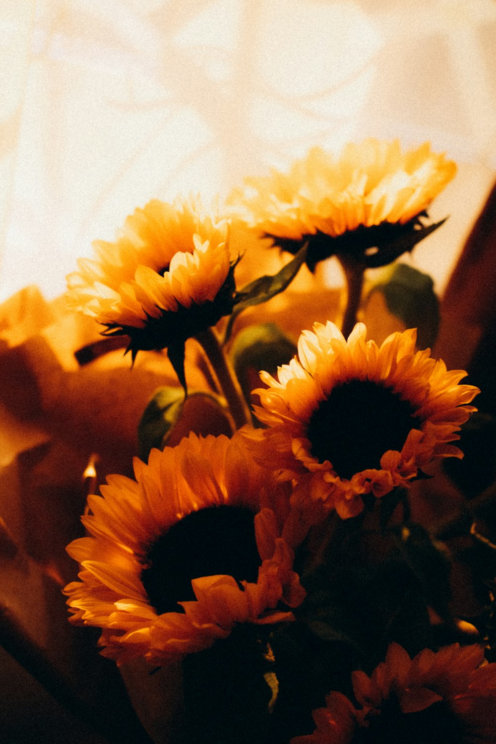 a group of sunflowers