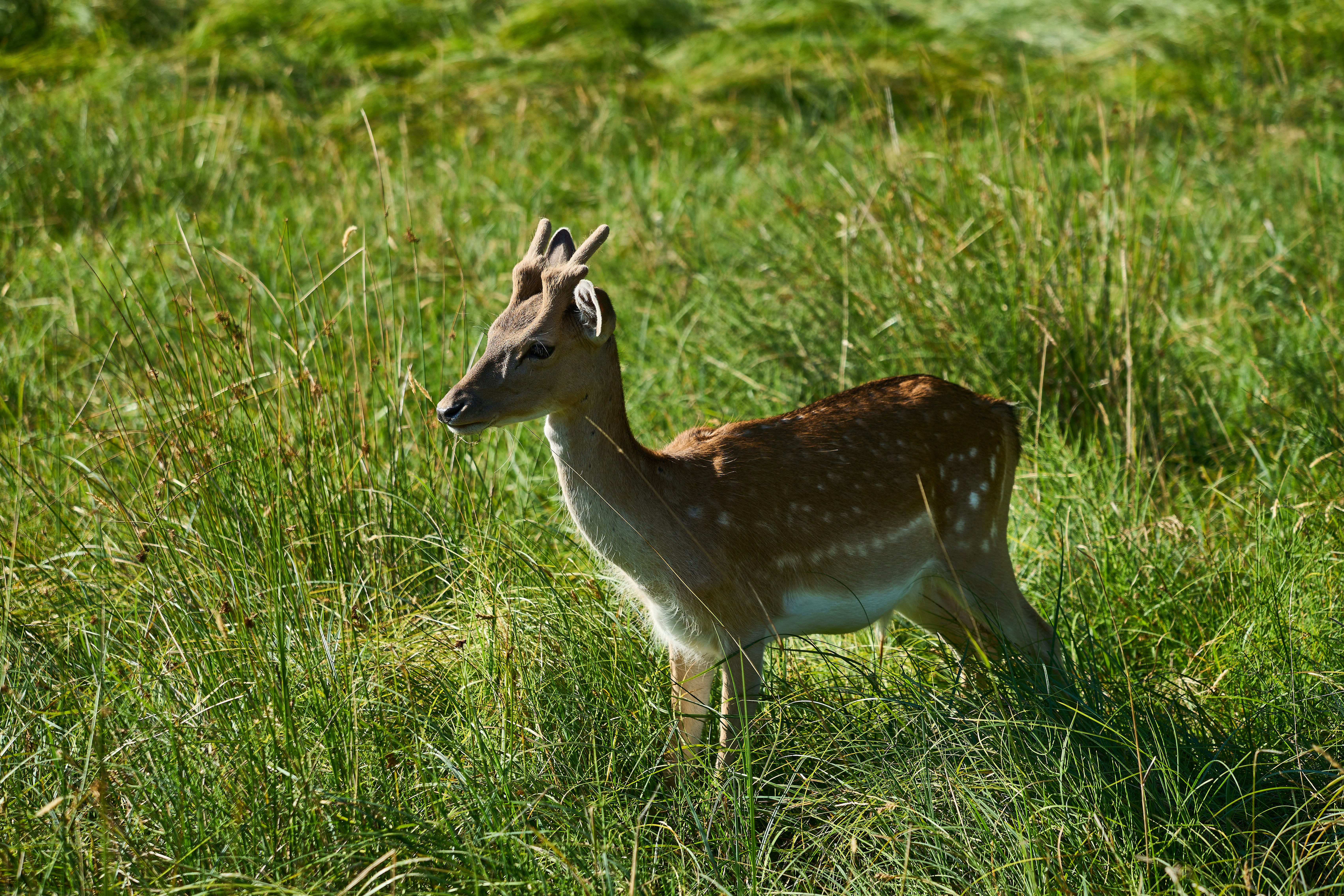 Photo by wolfgang_hasselmann