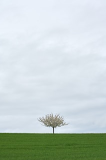 a tree in a field