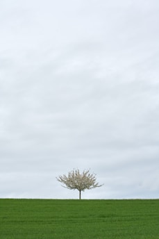 a tree in a field