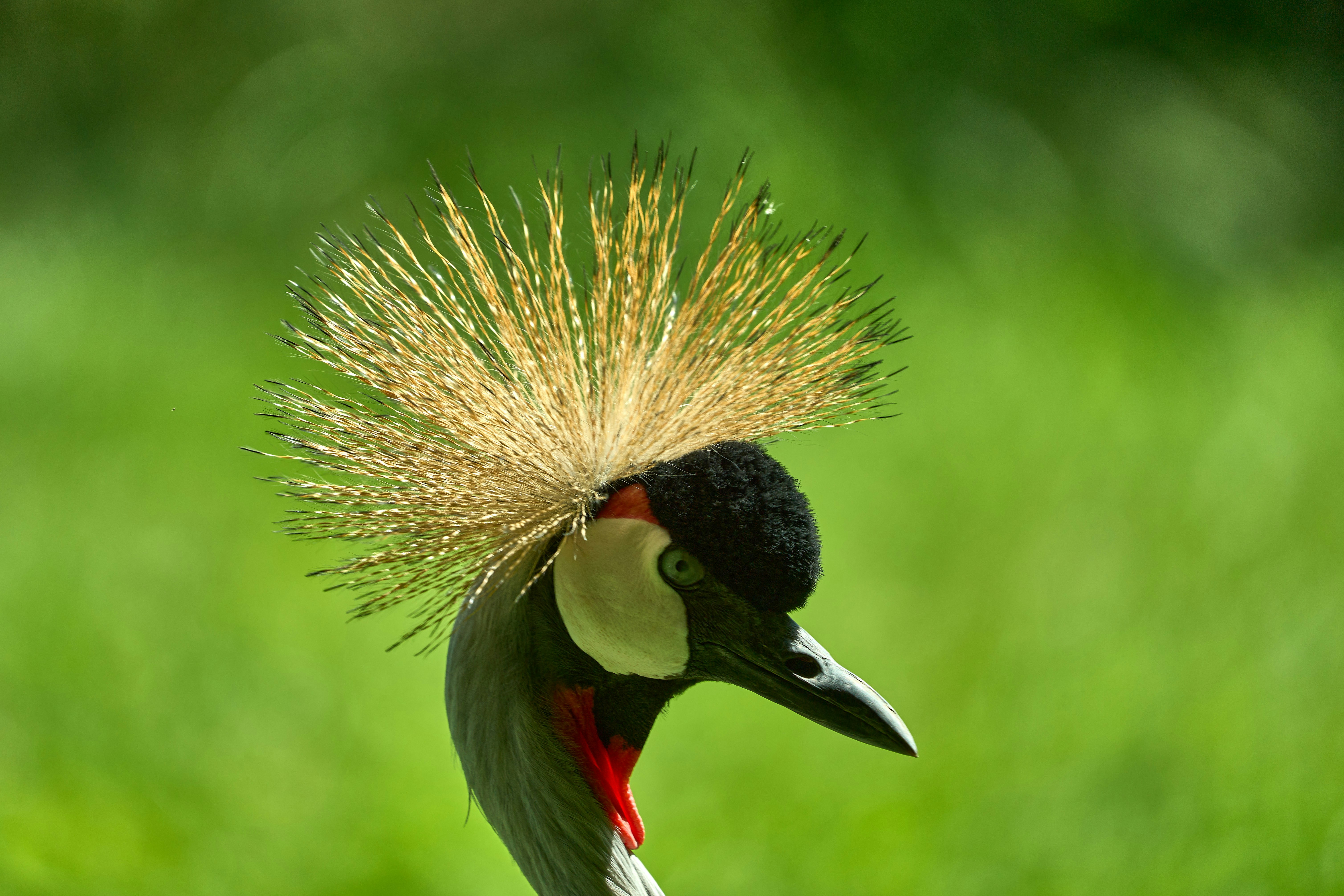 Photo by wolfgang_hasselmann