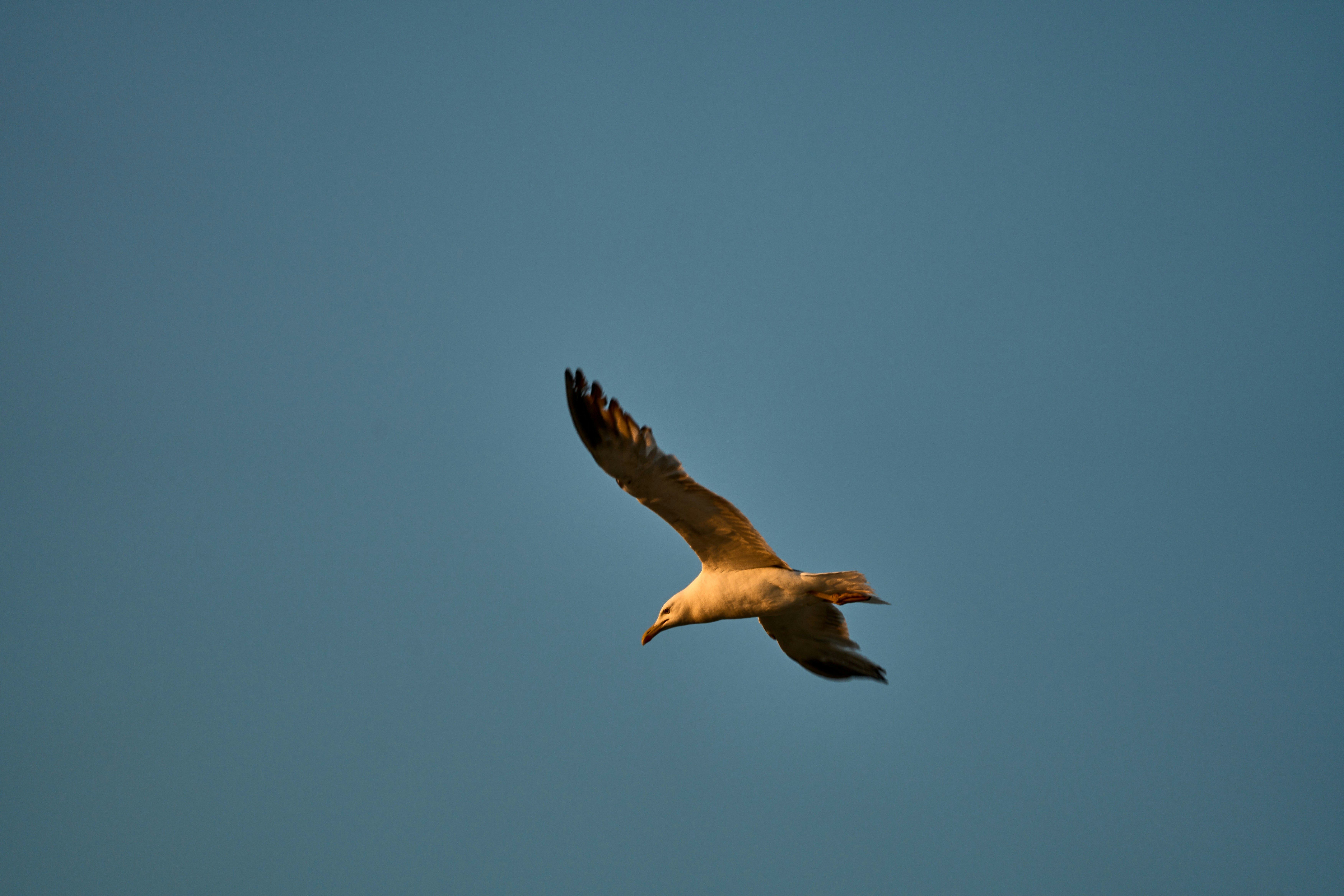 Photo by wolfgang_hasselmann