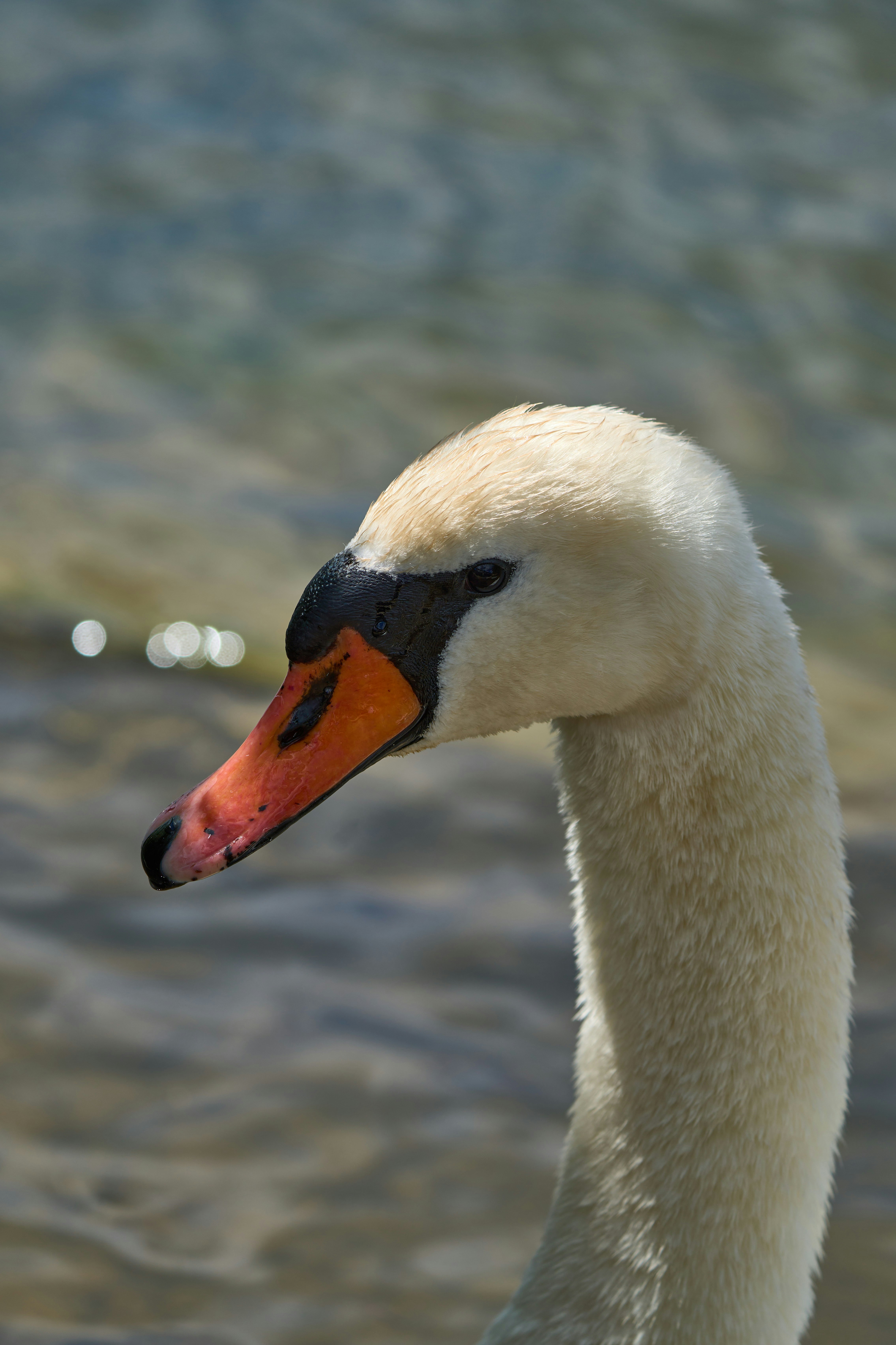 Photo by wolfgang_hasselmann