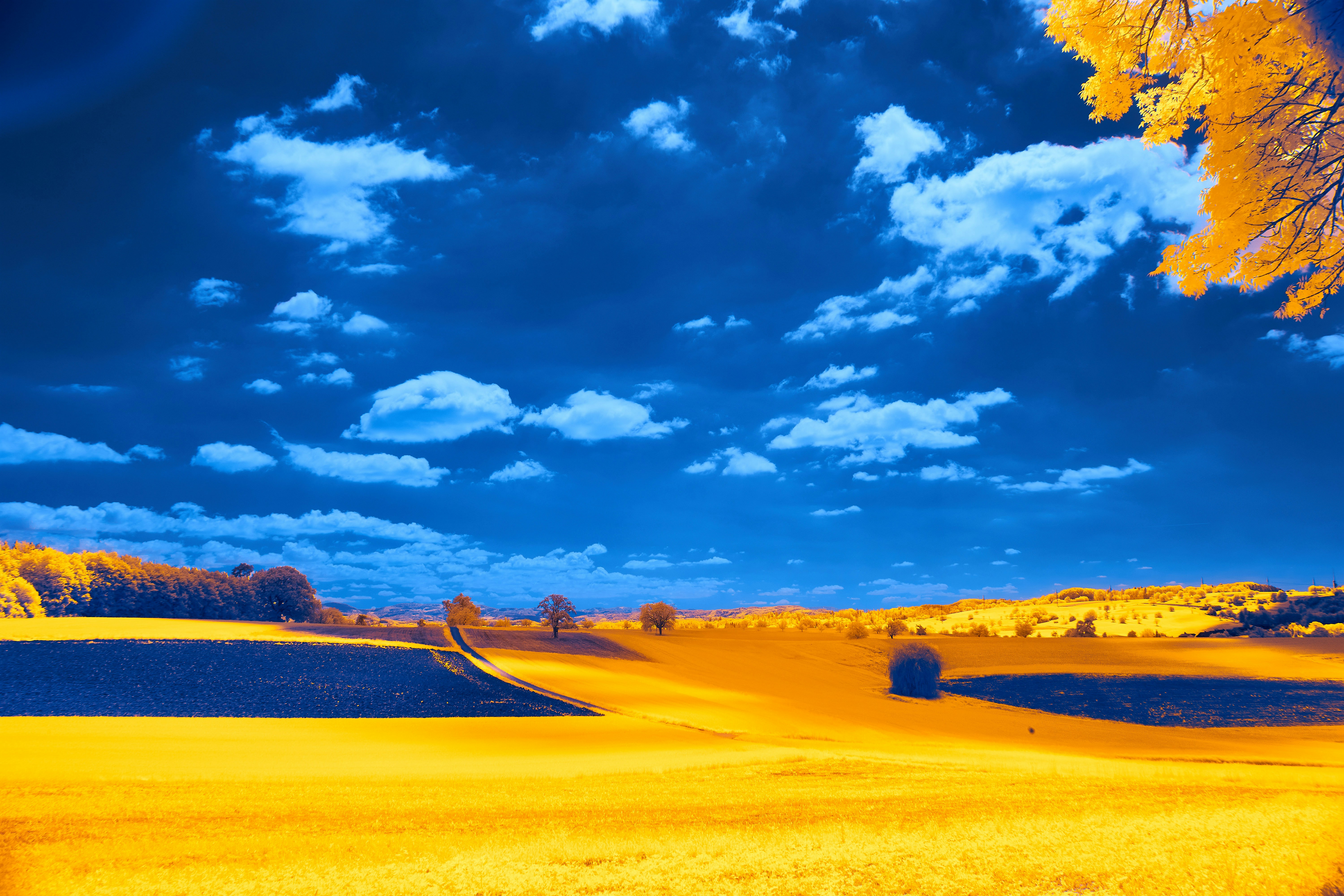 Photo by wolfgang_hasselmann