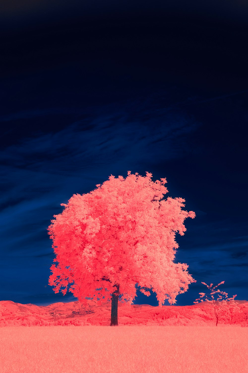 Ein Baum mit rosa Blättern