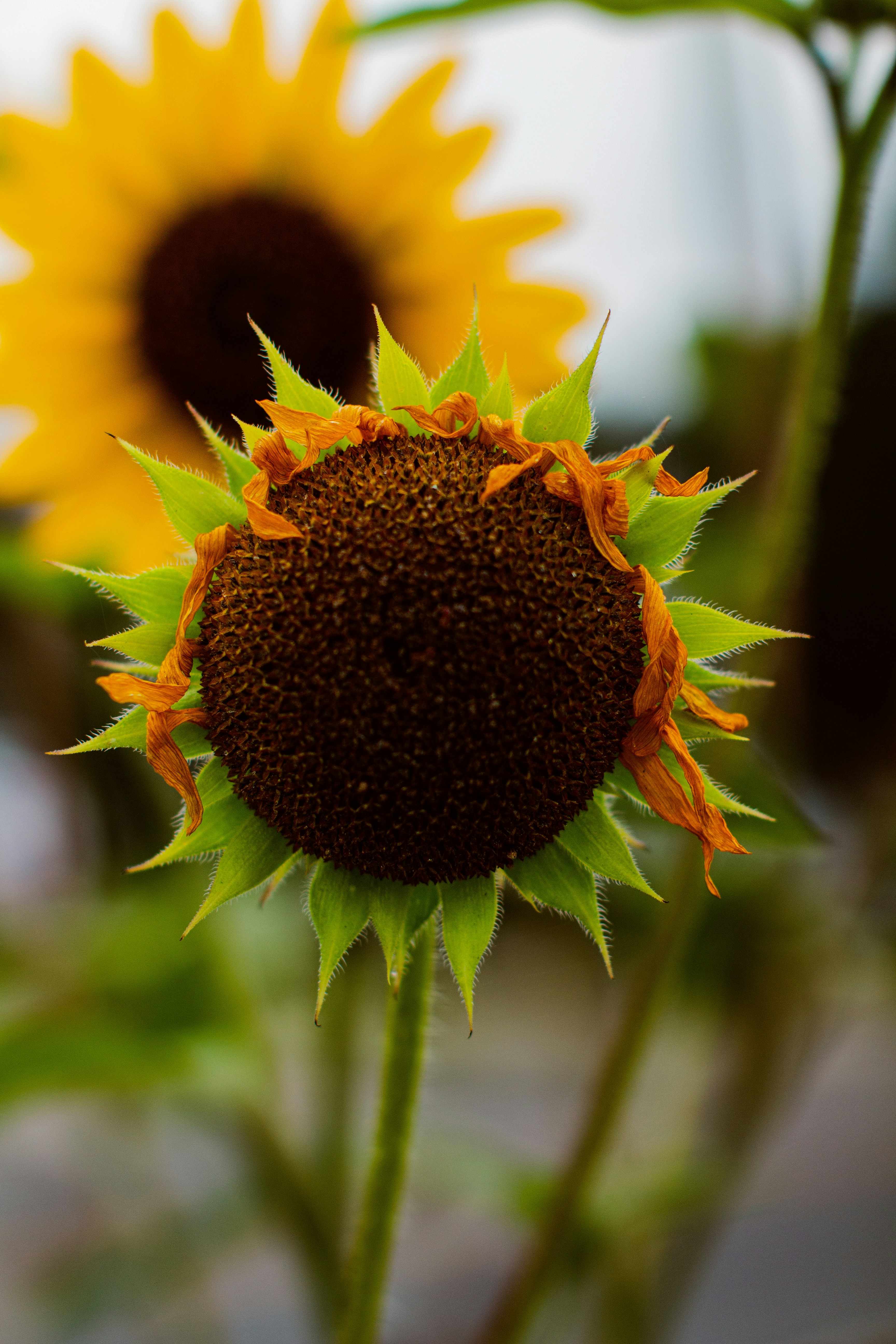 Photo by emmanuelphaeton