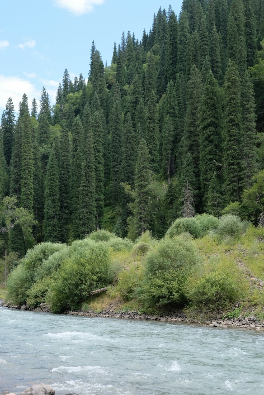 Ein Fluss mit Bäumen an der Seite