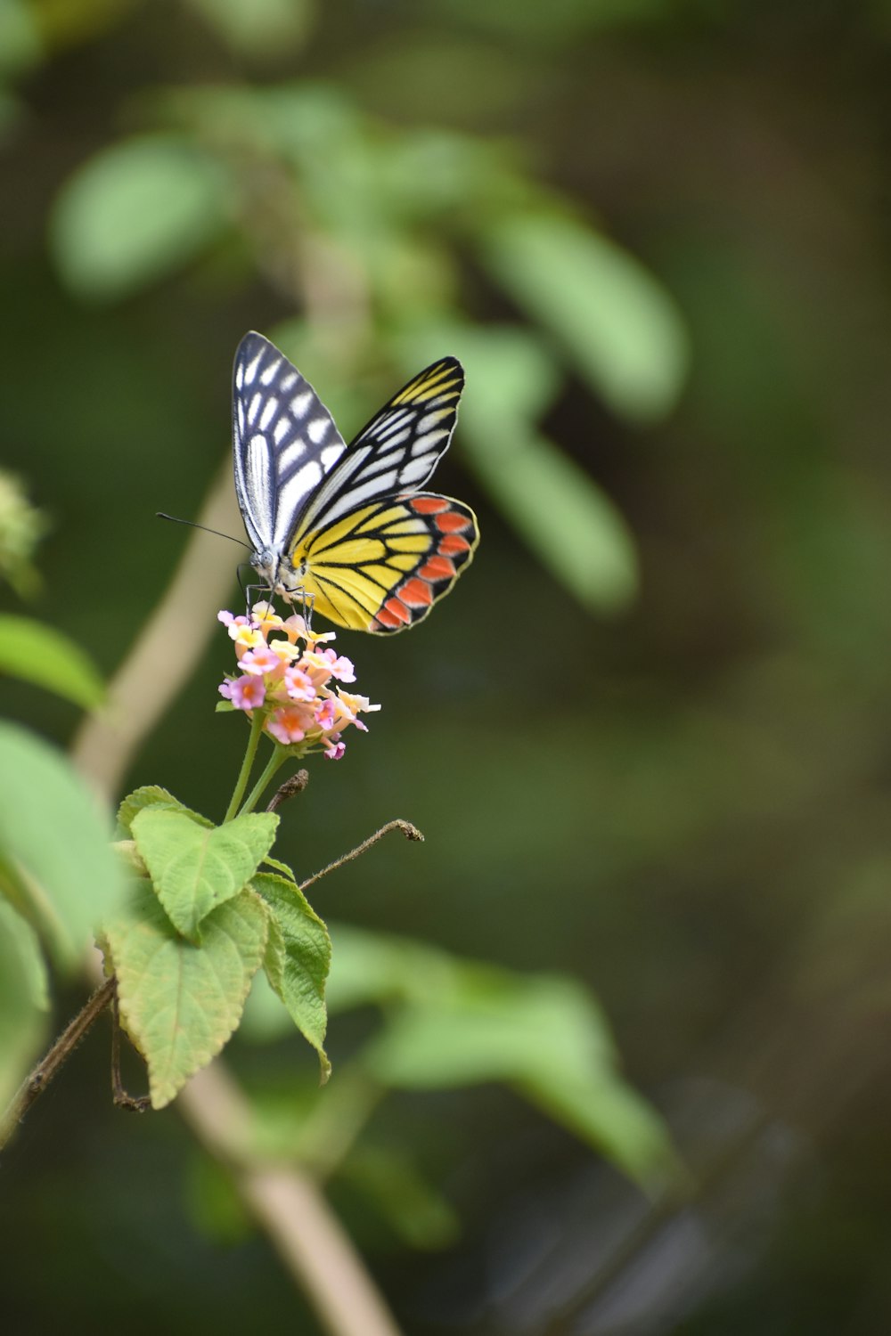 Un papillon sur une fleur