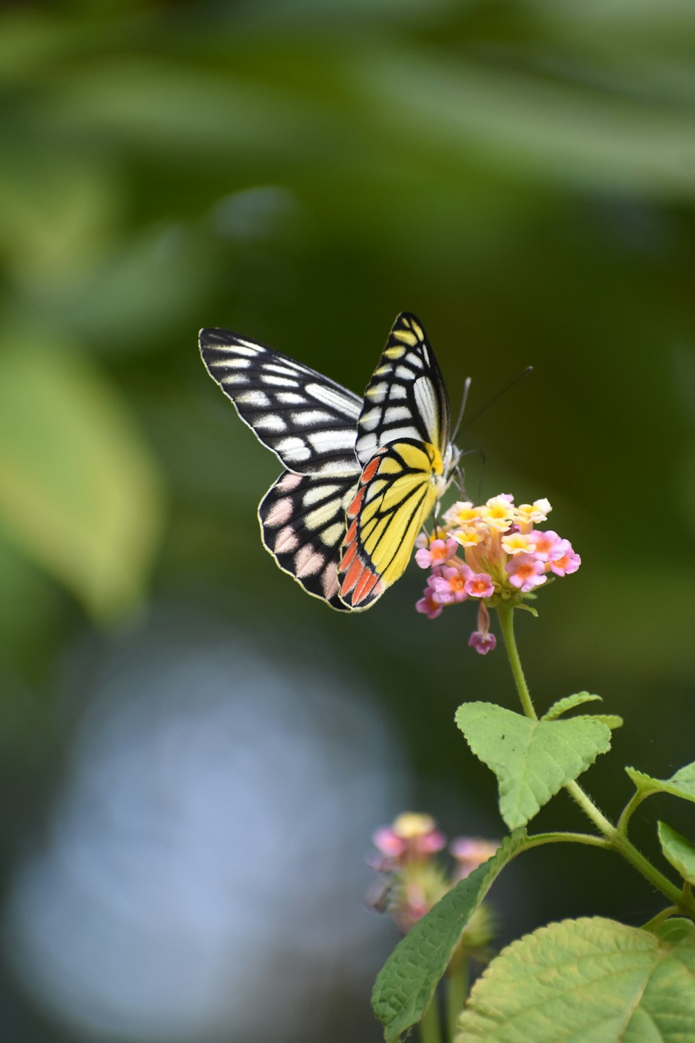 a butterfly on a flower