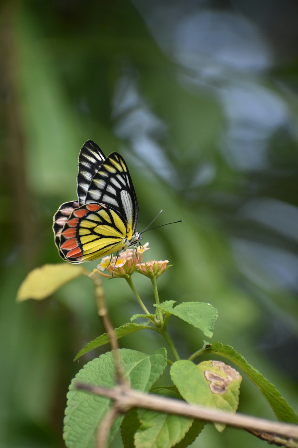 a butterfly on a flower