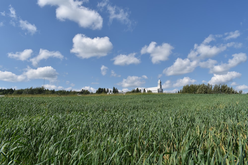 um campo de grama verde