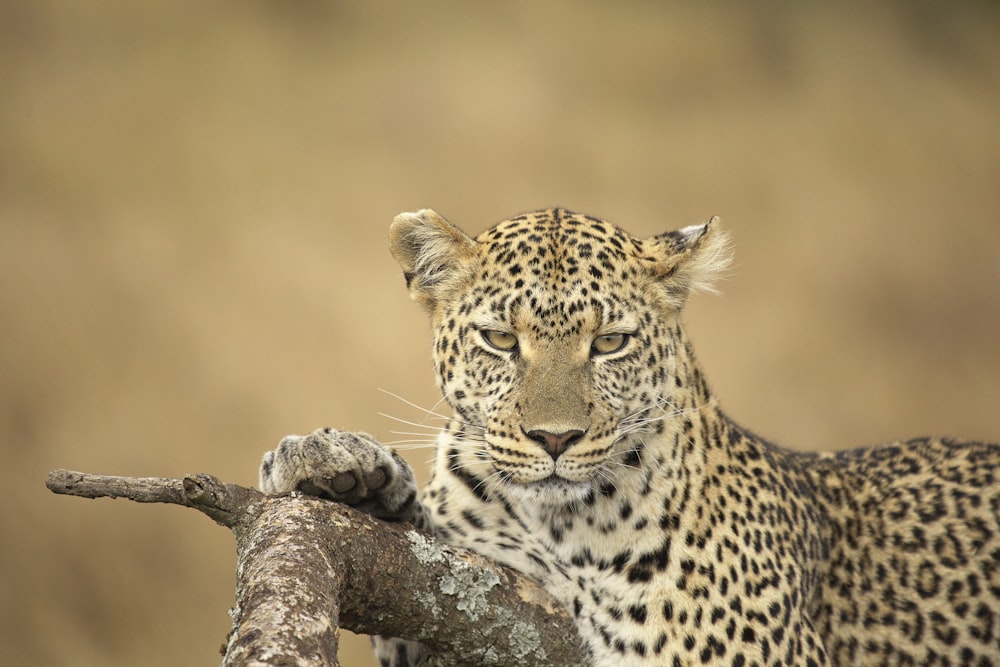 a leopard on a branch