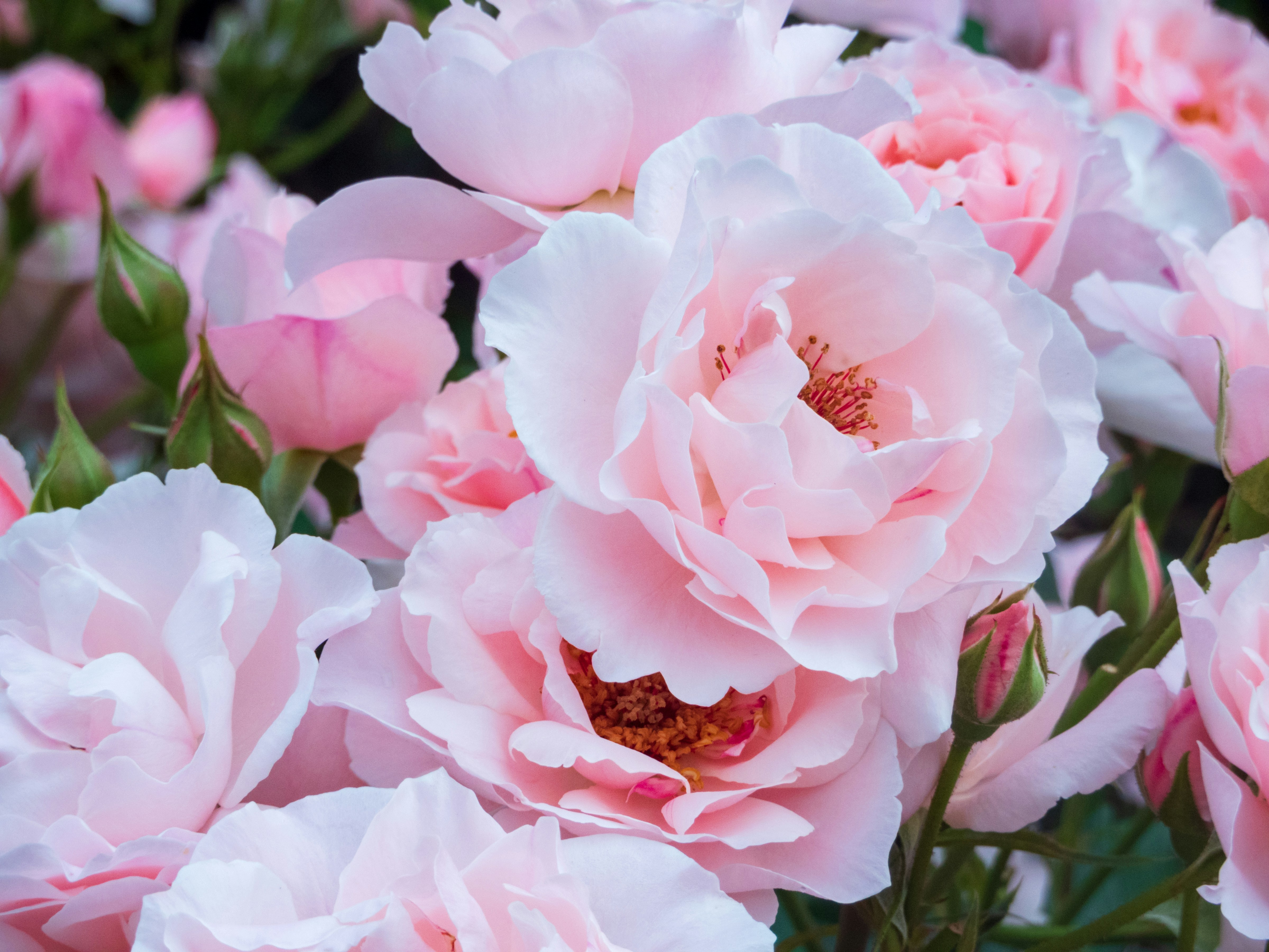 Photo by heppoko_yama