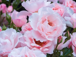 a close up of pink flowers