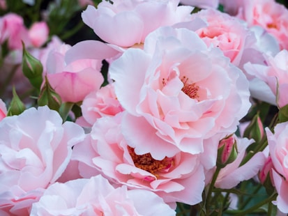 a close up of pink flowers