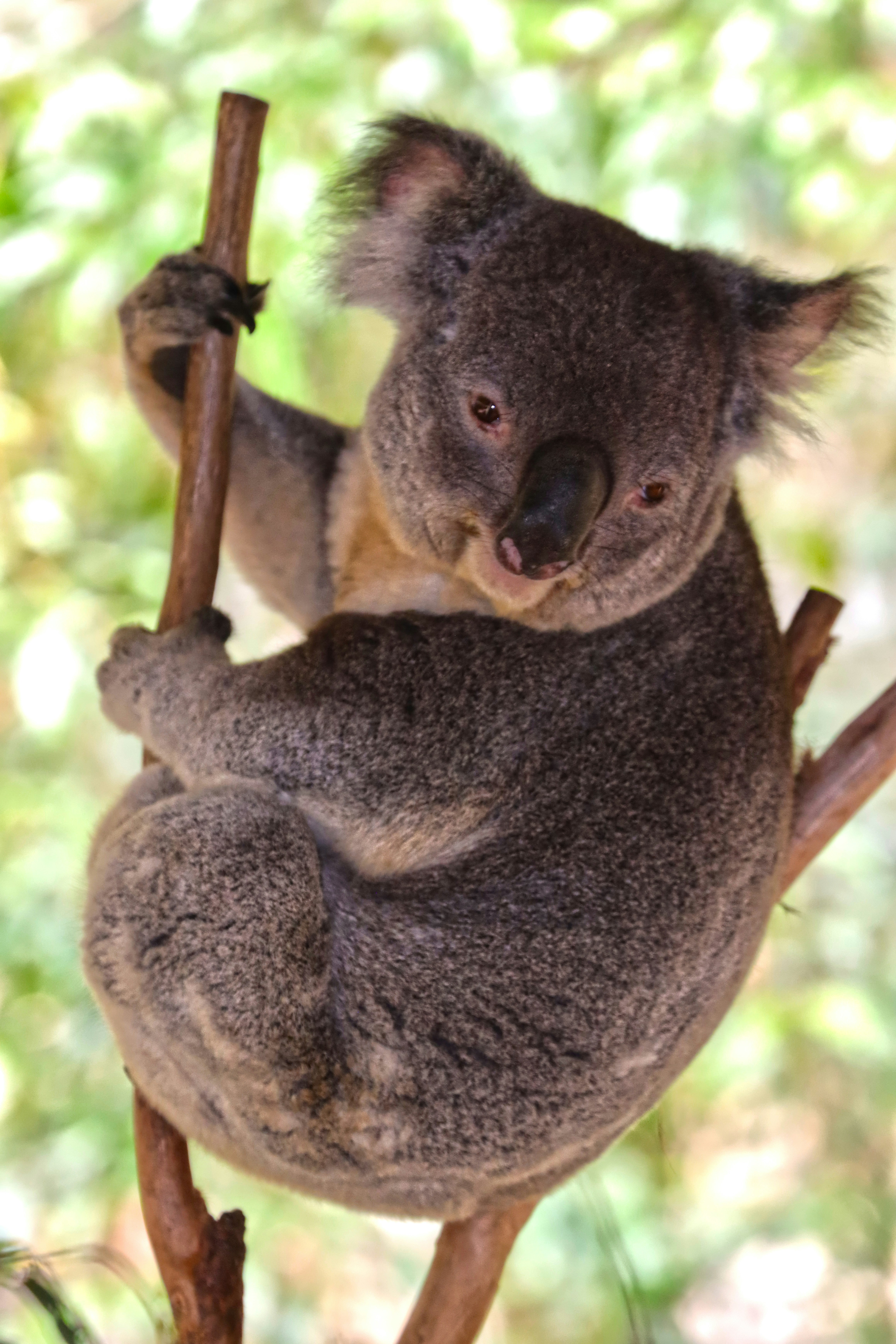 a koala bear on a tree branch