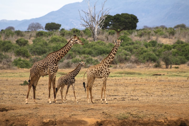 How to Choose the Right Safari Lodge/Camp in Kenya  