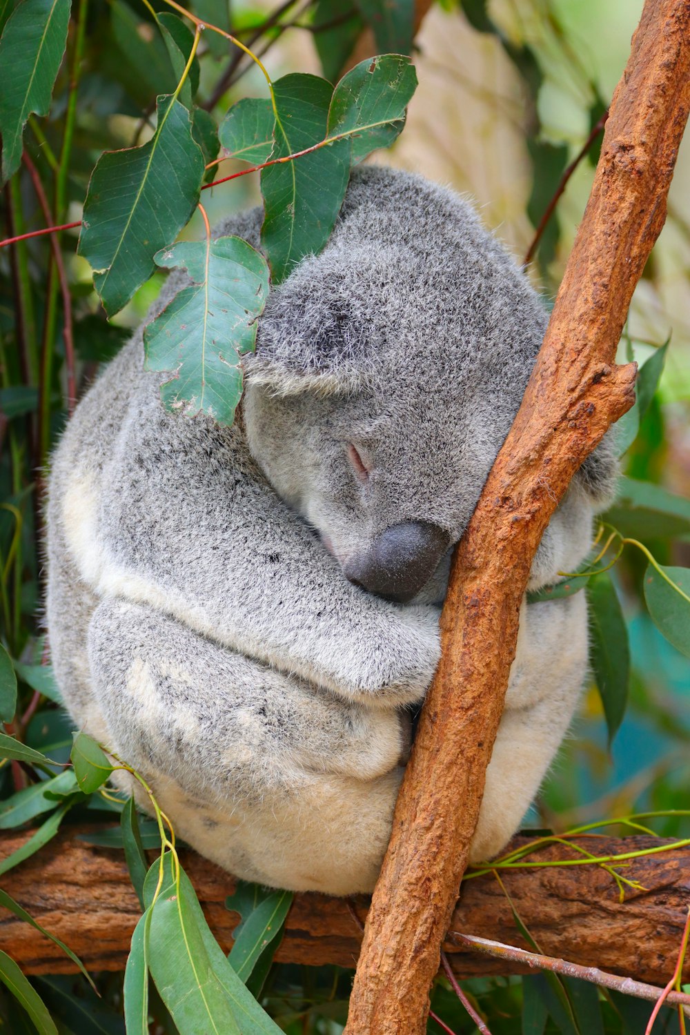 a koala bear sleeping in a tree