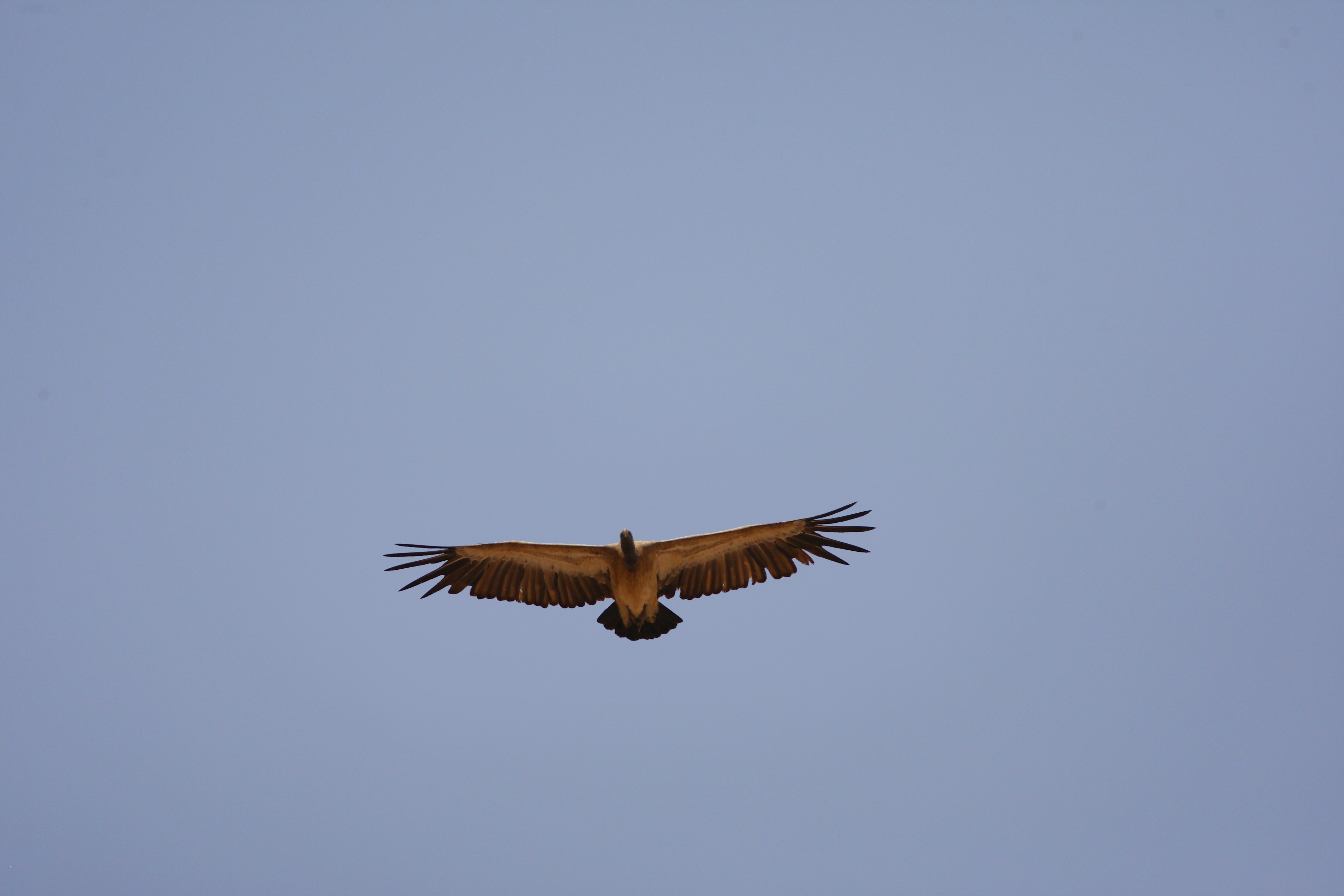 Photo by adeel1gujar2326