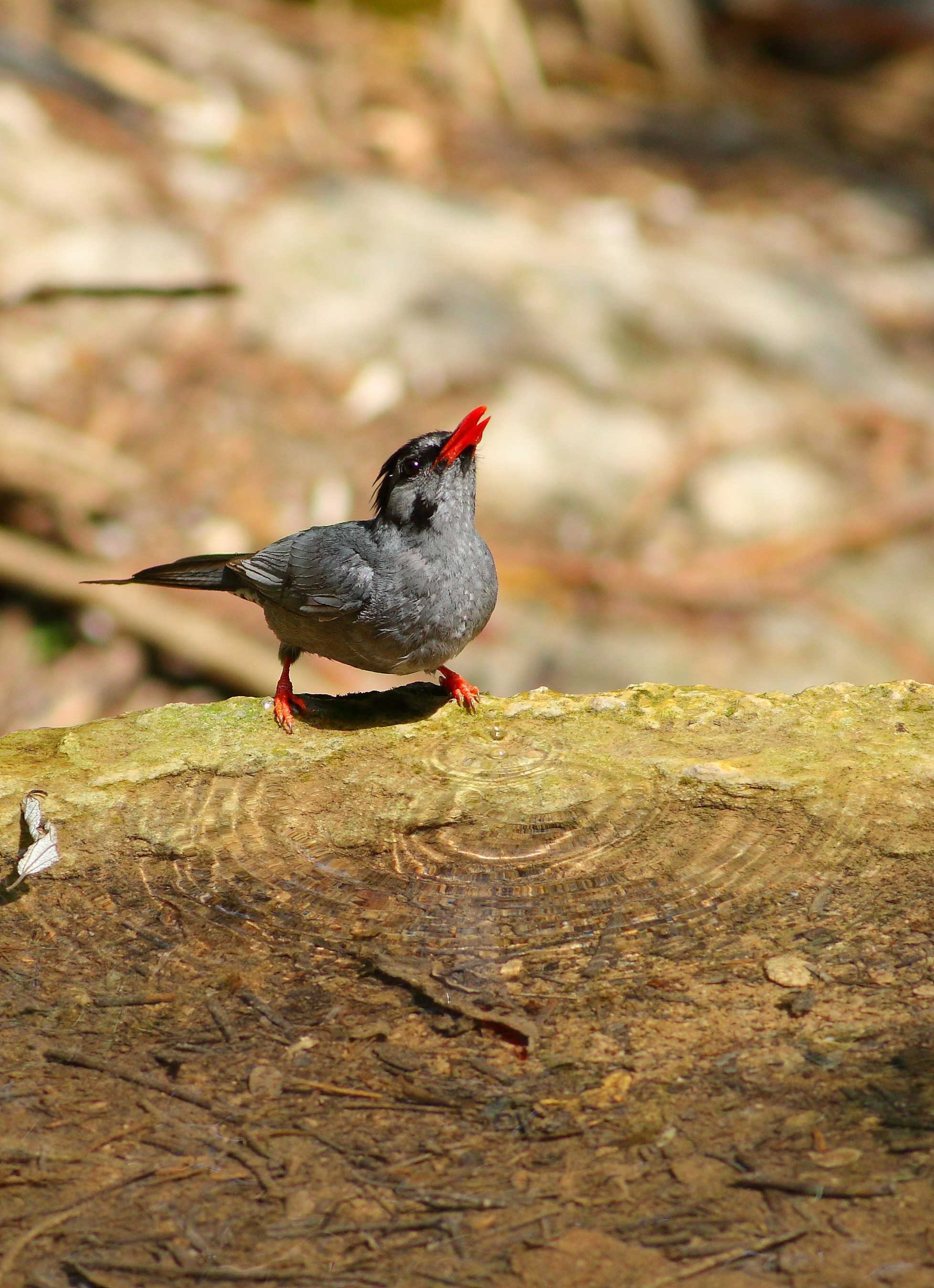 Photo by adeel1gujar2326