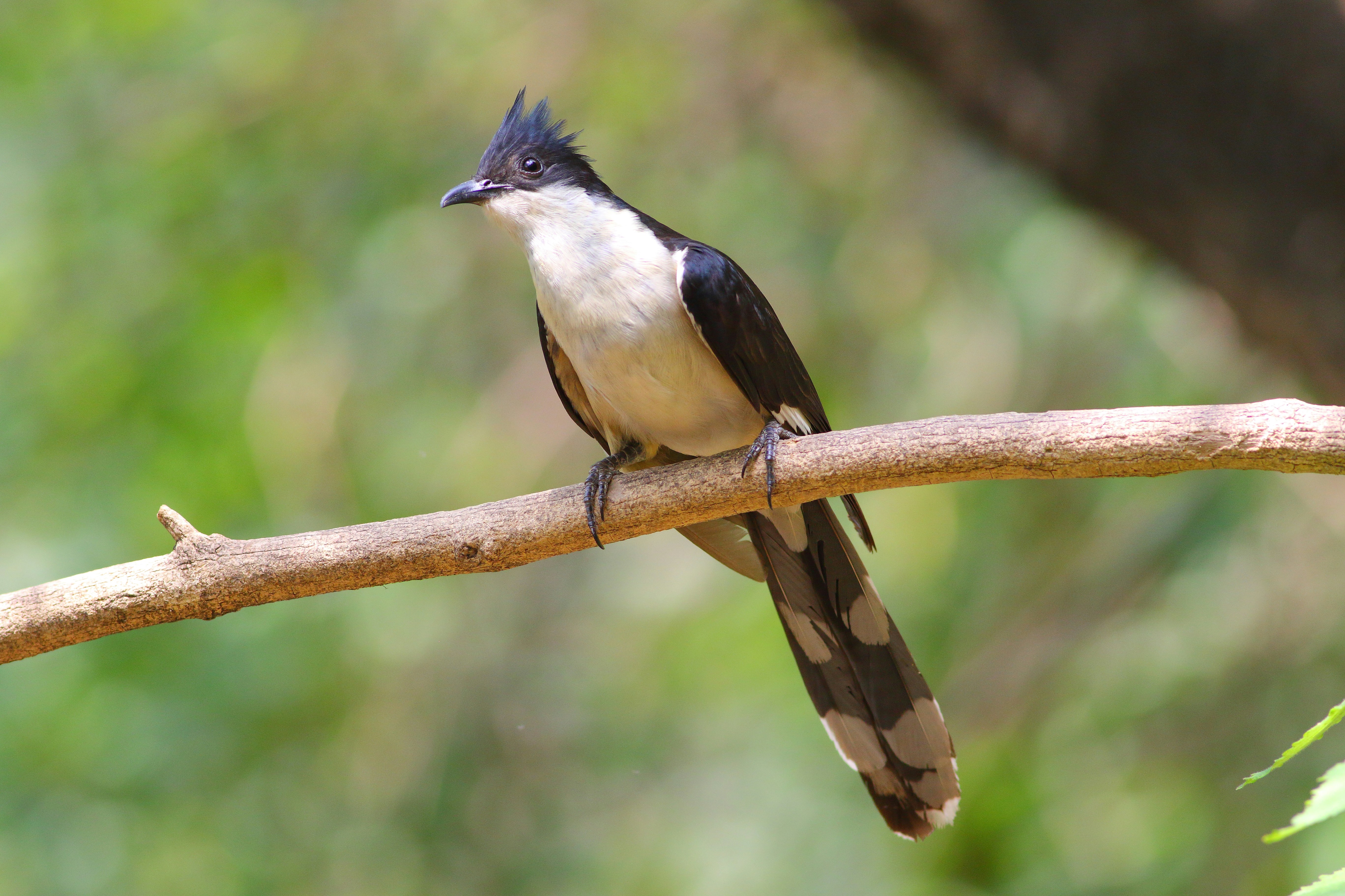 Photo by adeel1gujar2326