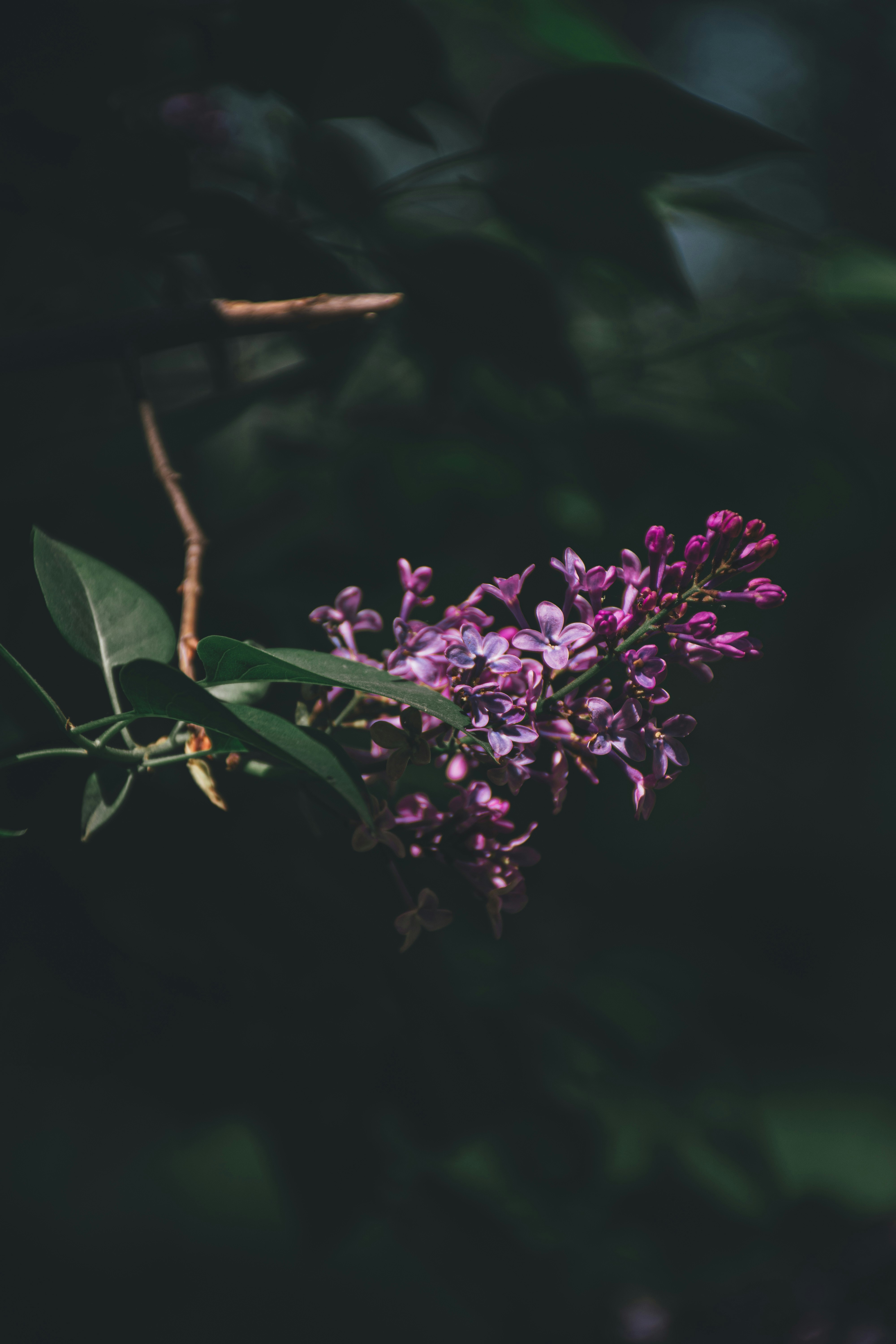 Photo by thatsmihai